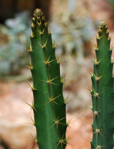Peniocereus_cuixmalensis
